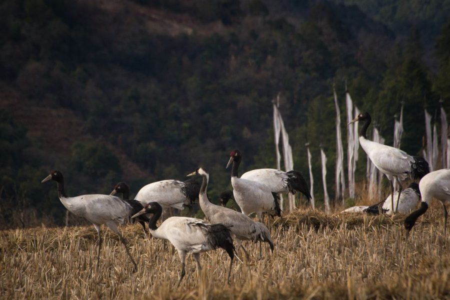 Glimpses Of The Crane Valley
